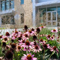 Native flowers in front of the Helen Plum Library
