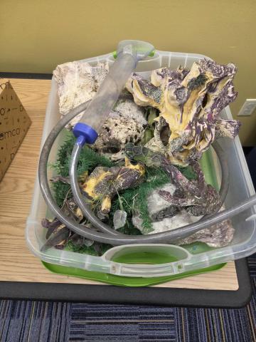Photo of aquarium decor