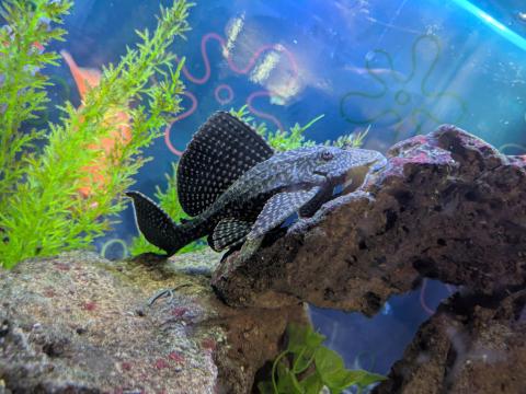 Picture of a Pleco Suckerfish